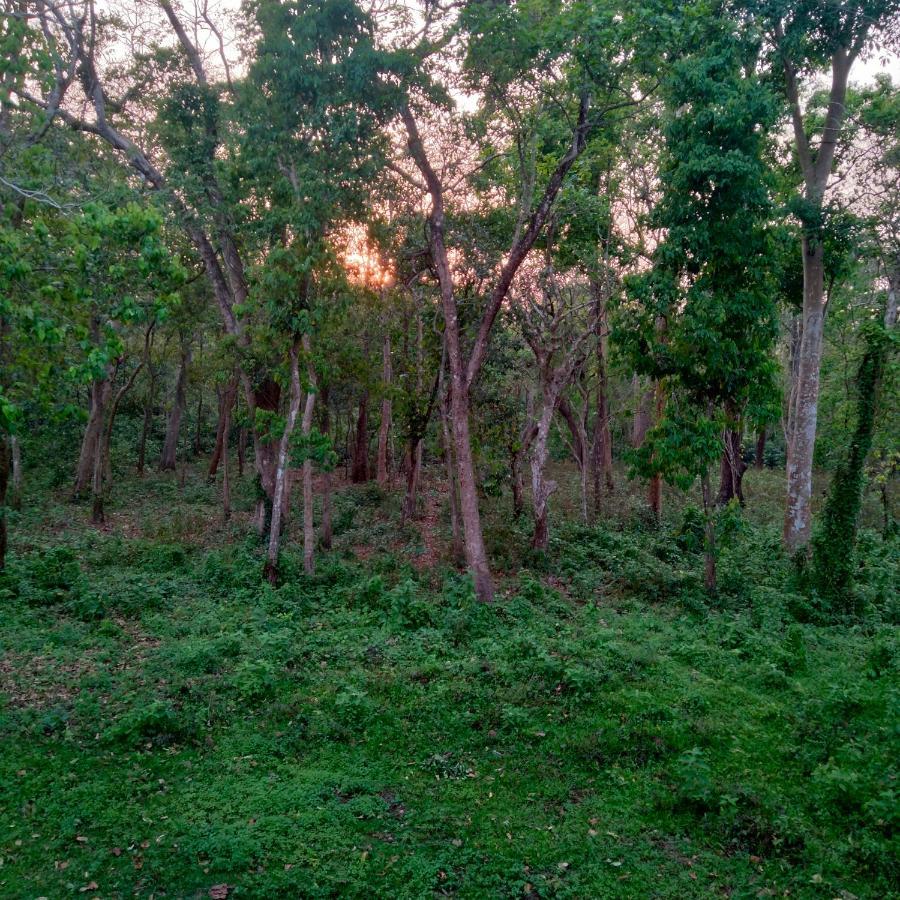 Hotel Tiger Tops Sauraha Esterno foto